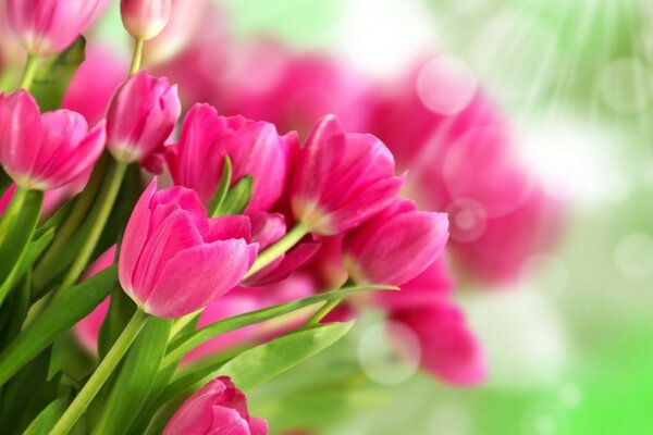 Qué hermosos son los tulipanes en el Jardín