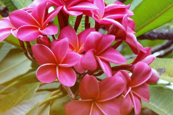 Red flowers with green leaves in macro