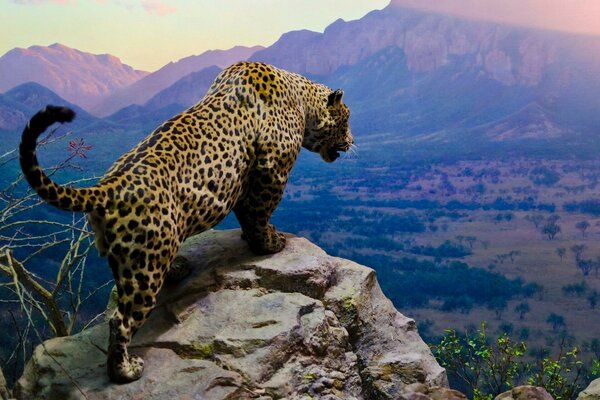 Ein Leopard jagt seine Beute von einem Stein auf einem hohen Felsen