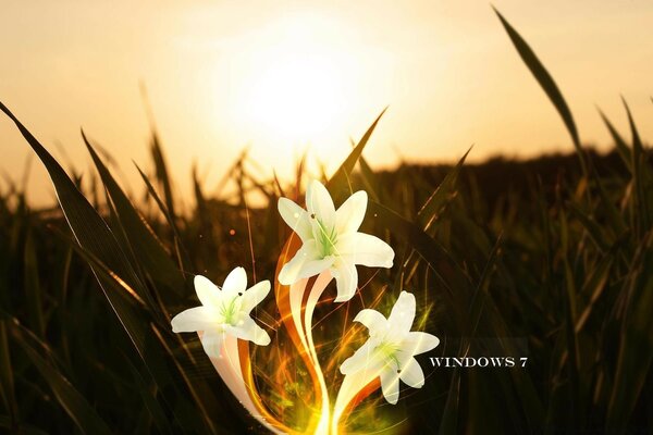 Three white flowers on a field background