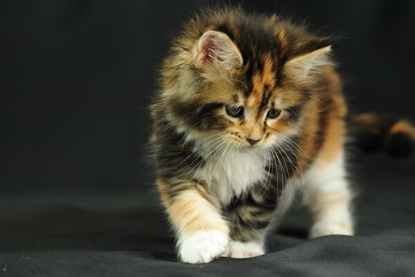 Le chat est un mammifère, un chaton mignon