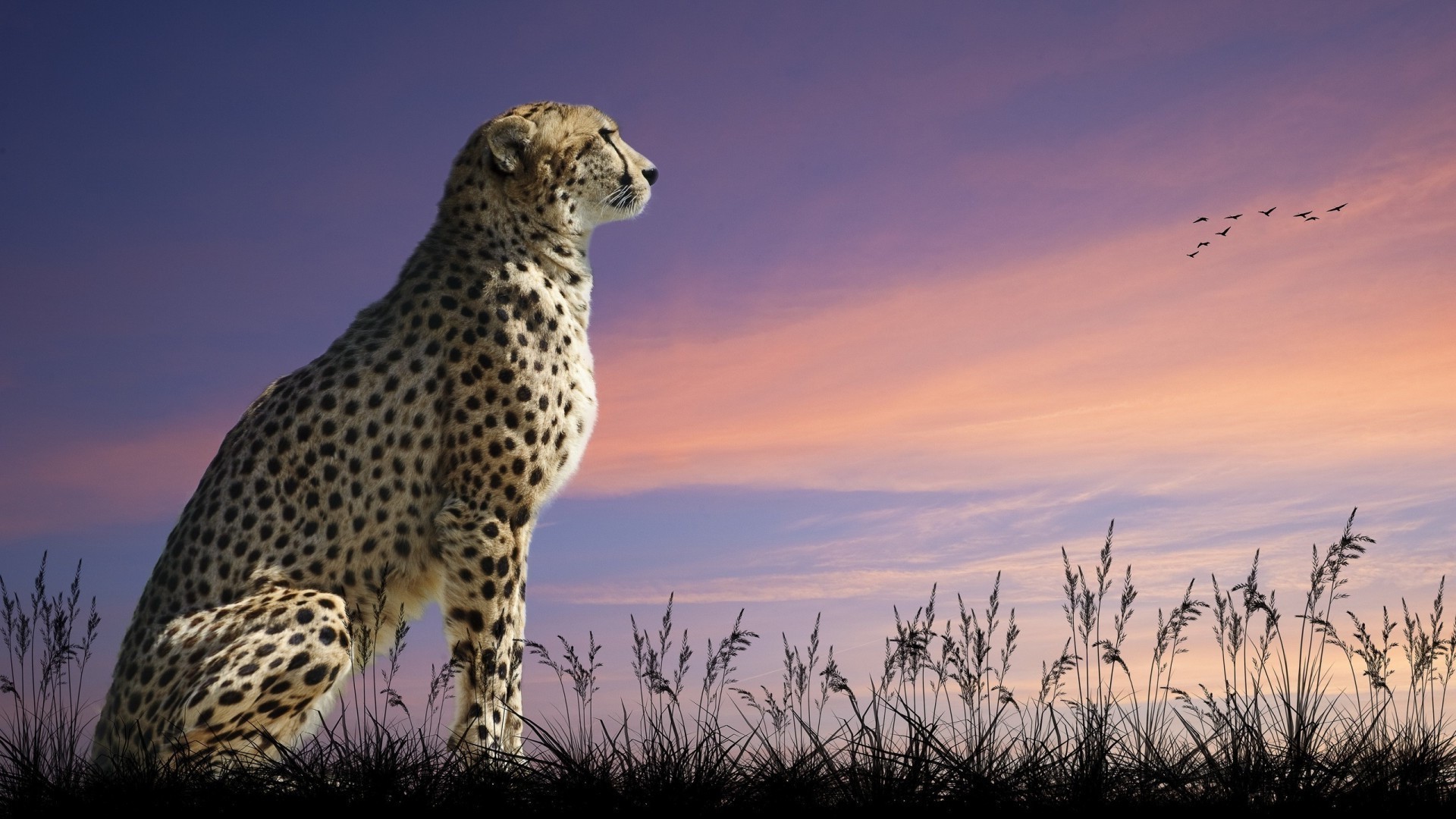 animaux mammifère faune chat guépard animal nature safari à l extérieur prédateur herbe