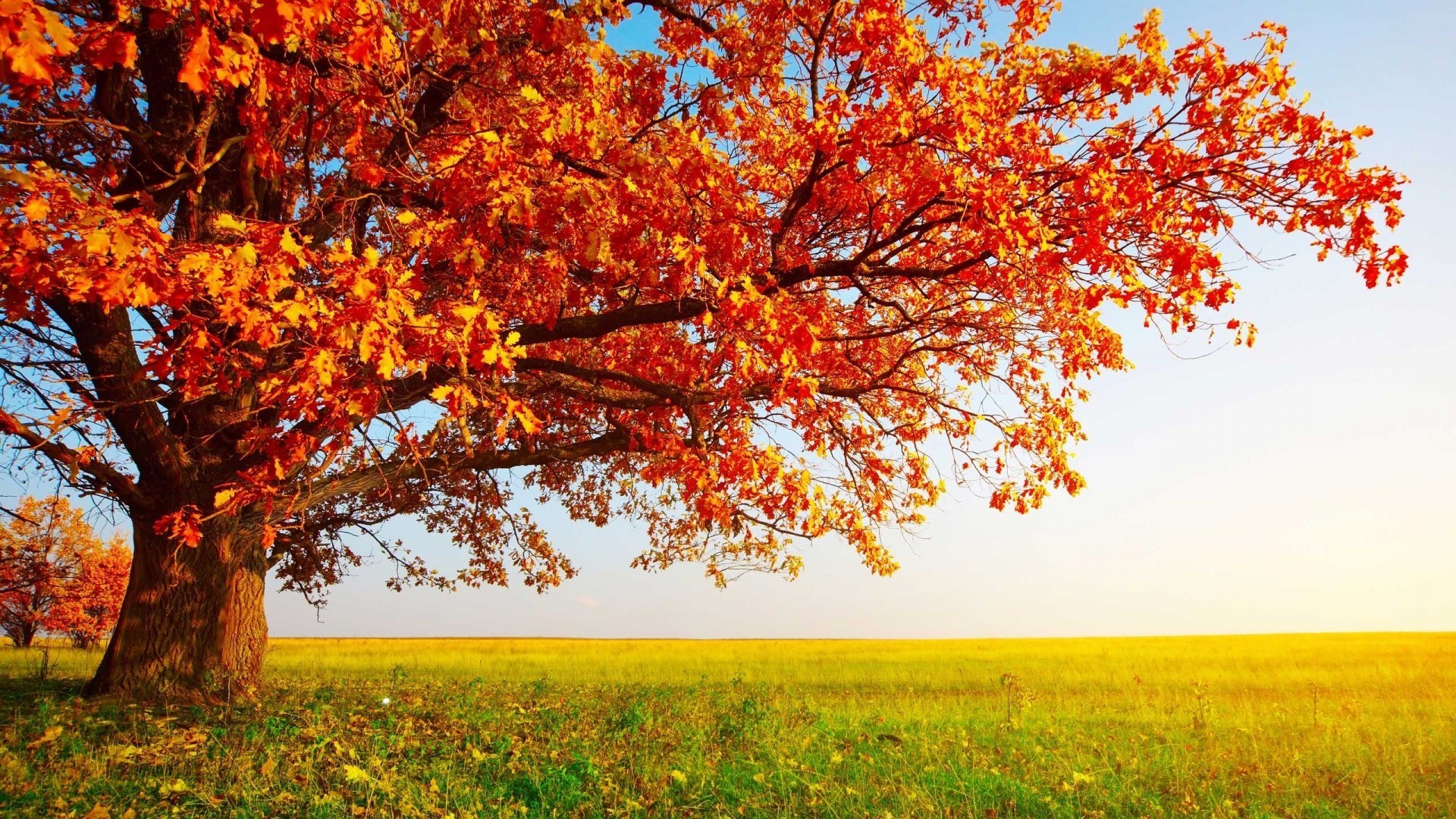 autumn fall leaf season nature tree landscape maple bright branch color scene sun park countryside rural flora scenery wood fair weather gold