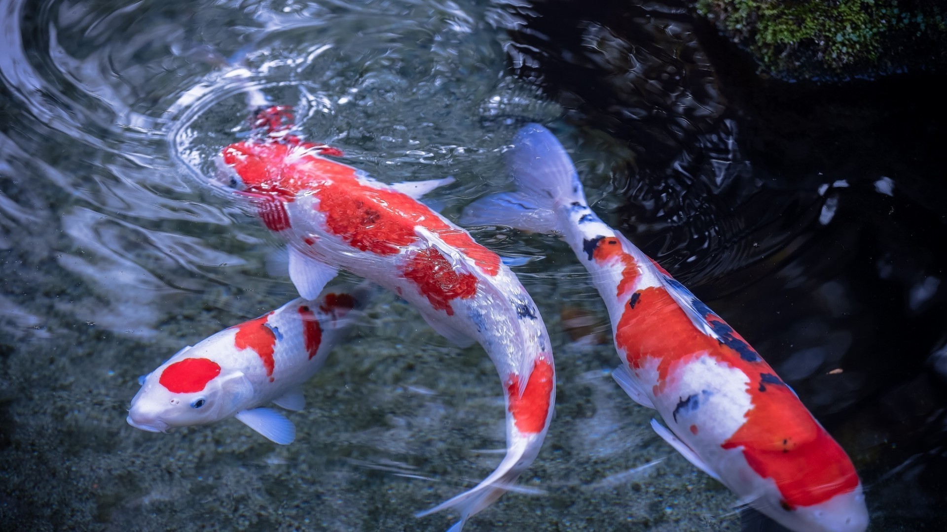 animaux poissons eau natation sous-marin mer nature aquarium fin carassin océan poisson rouge en plein air