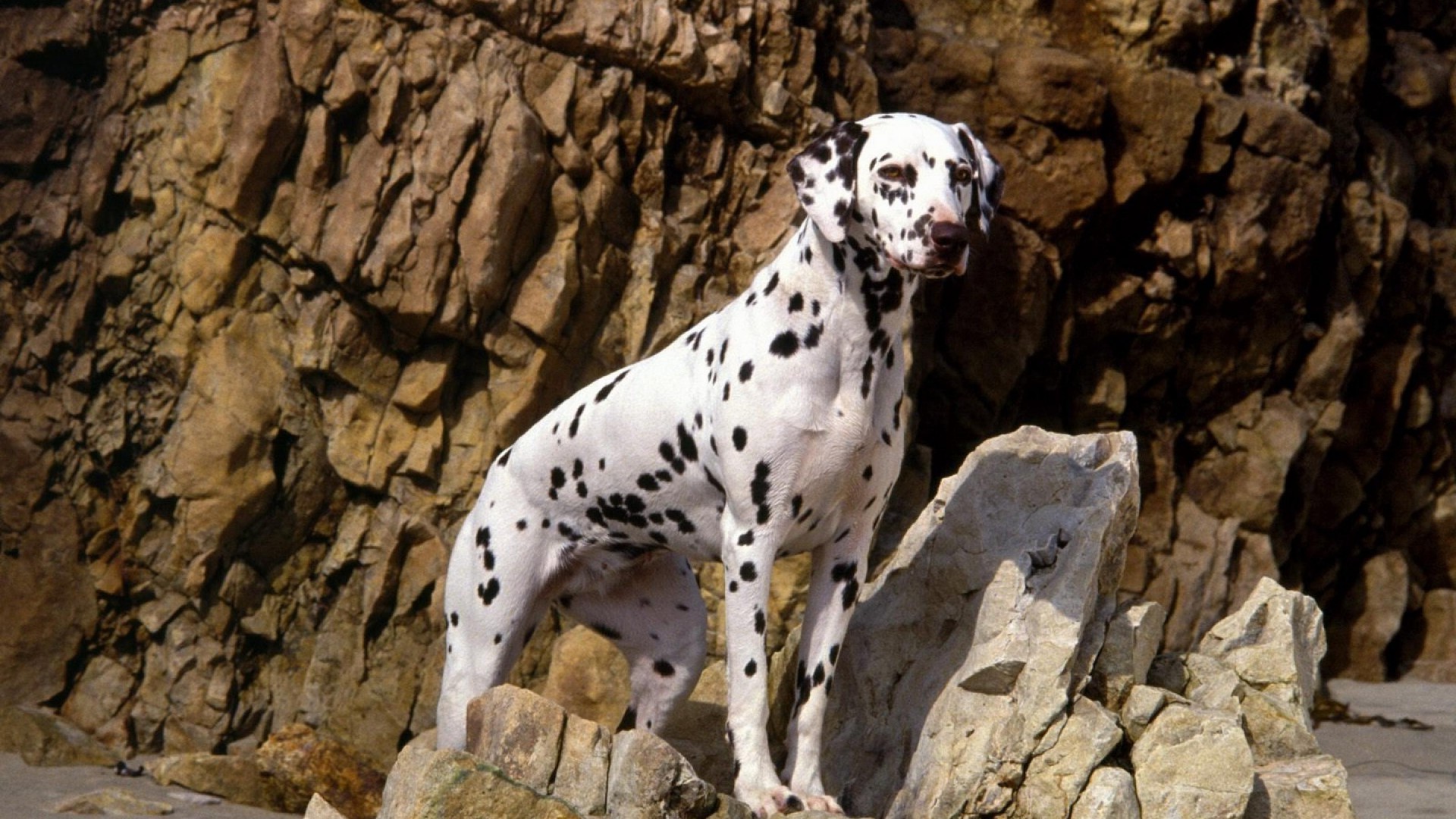 perros animal naturaleza mamífero roca al aire libre retrato