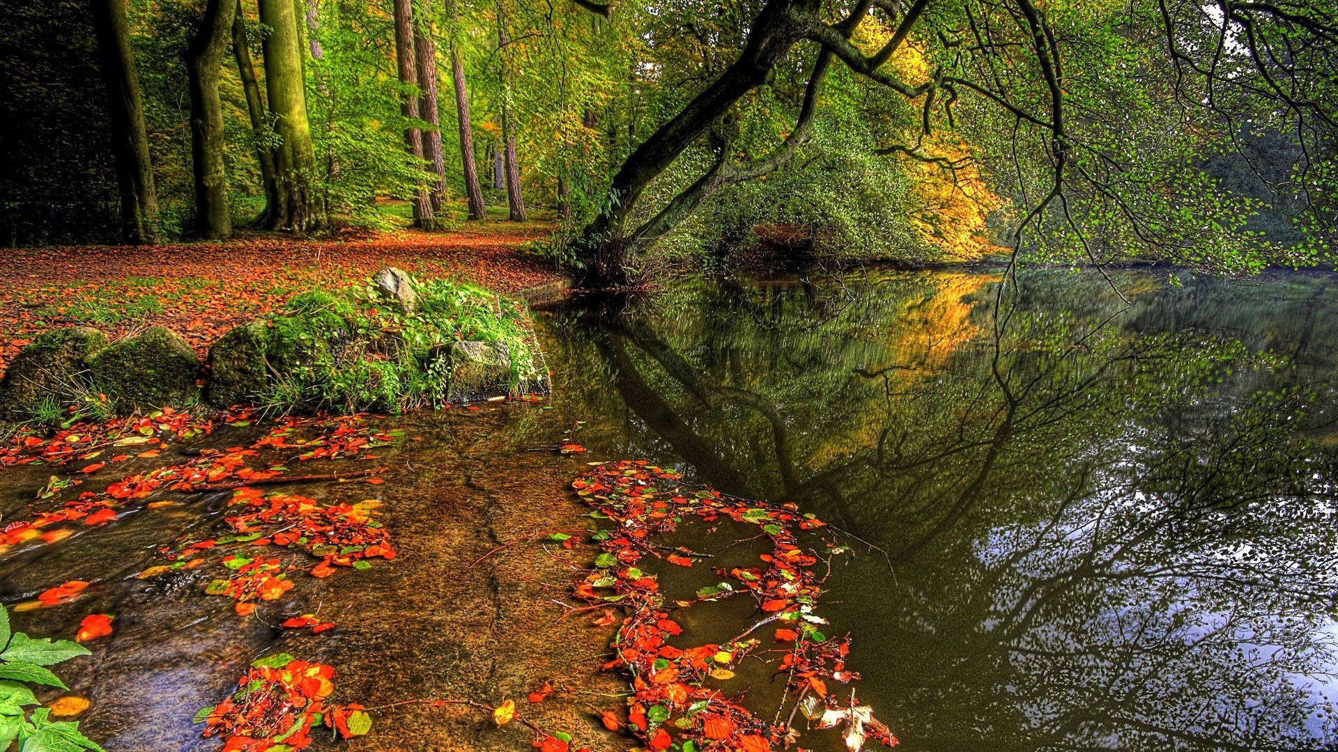 Pond in autumn in the woods - Phone wallpapers