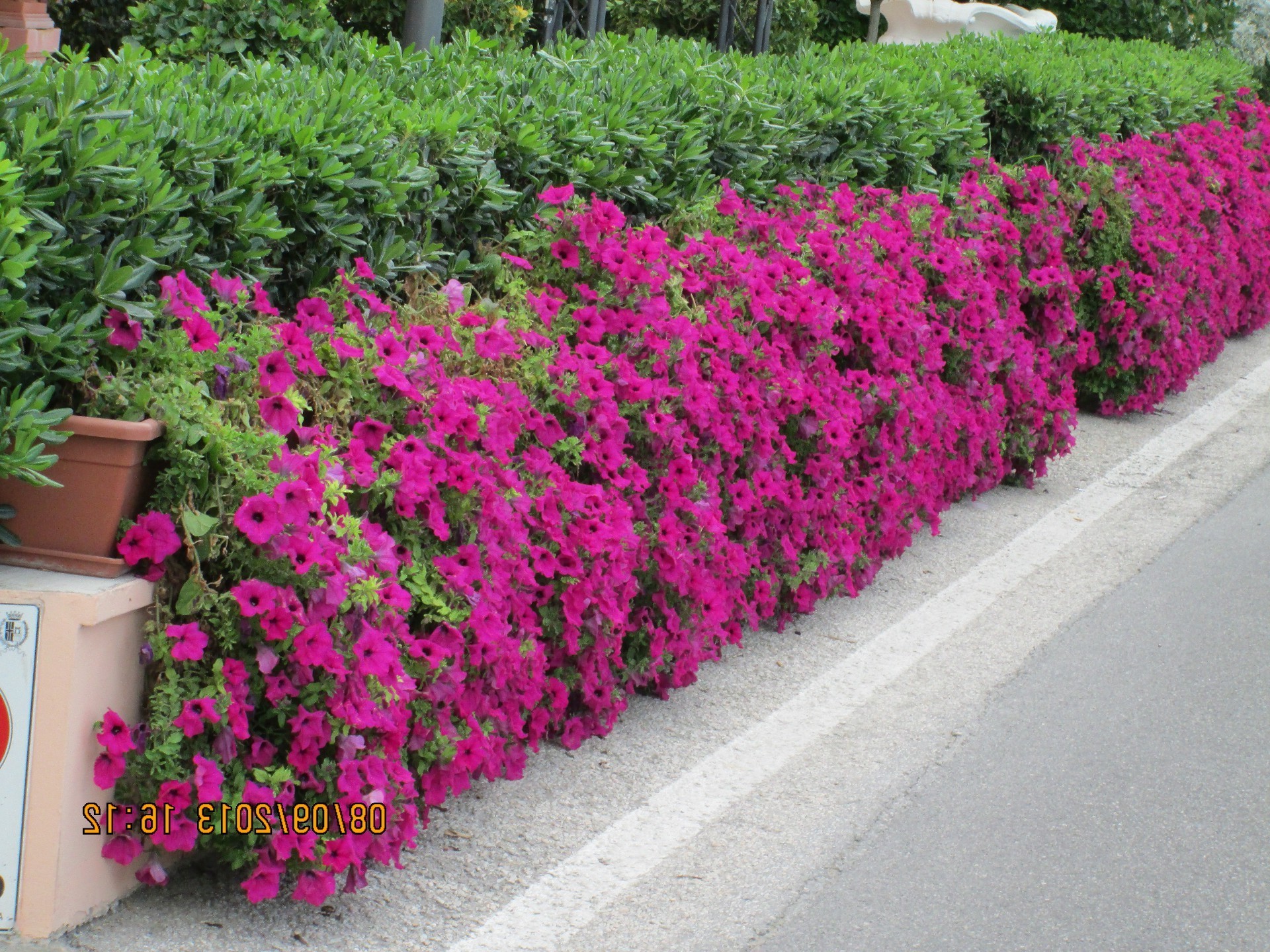 flores flor jardín flora verano floración naturaleza césped crecimiento hoja color patio arbusto floral al aire libre exterior botánico parque