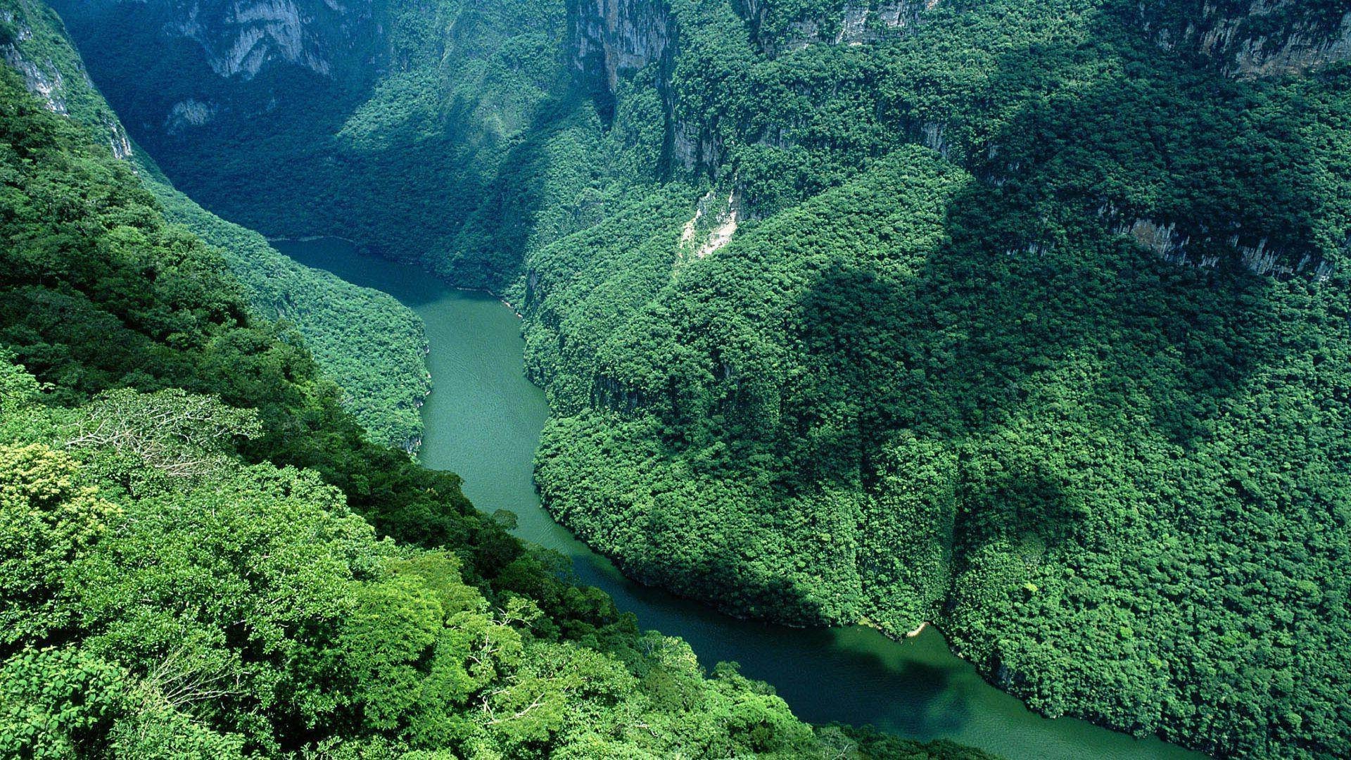 景观 水 河流 自然 景观 旅游 雨林 山 木 树 风景 瀑布 岩石 湖 谷 叶 环境