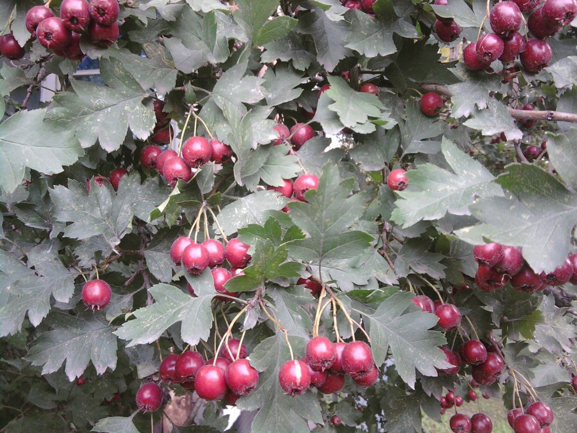 bayas árbol fruta hoja naturaleza rama baya pasto comida invierno temporada al aire libre acebo navidad arbusto