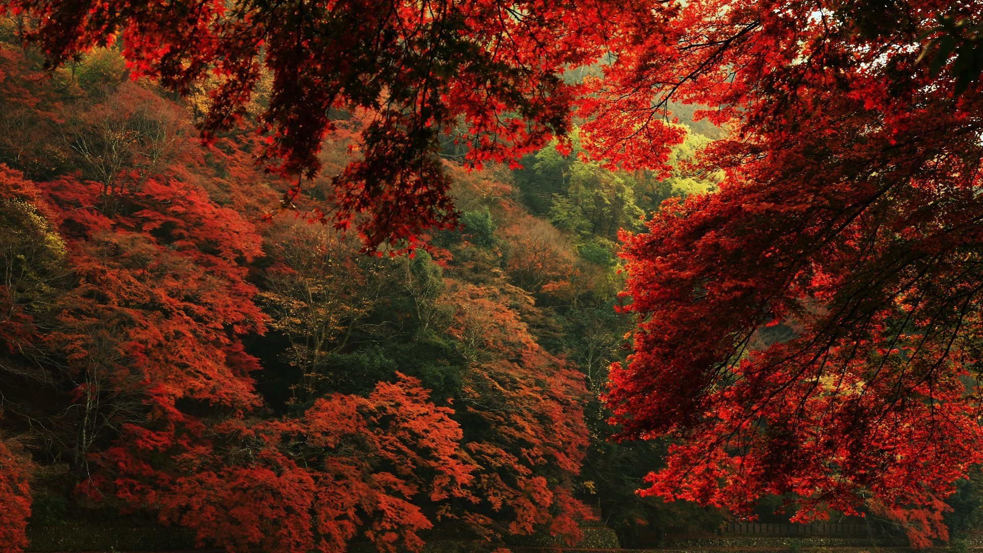 autumn fall leaf tree maple outdoors wood landscape lush nature bright park daylight