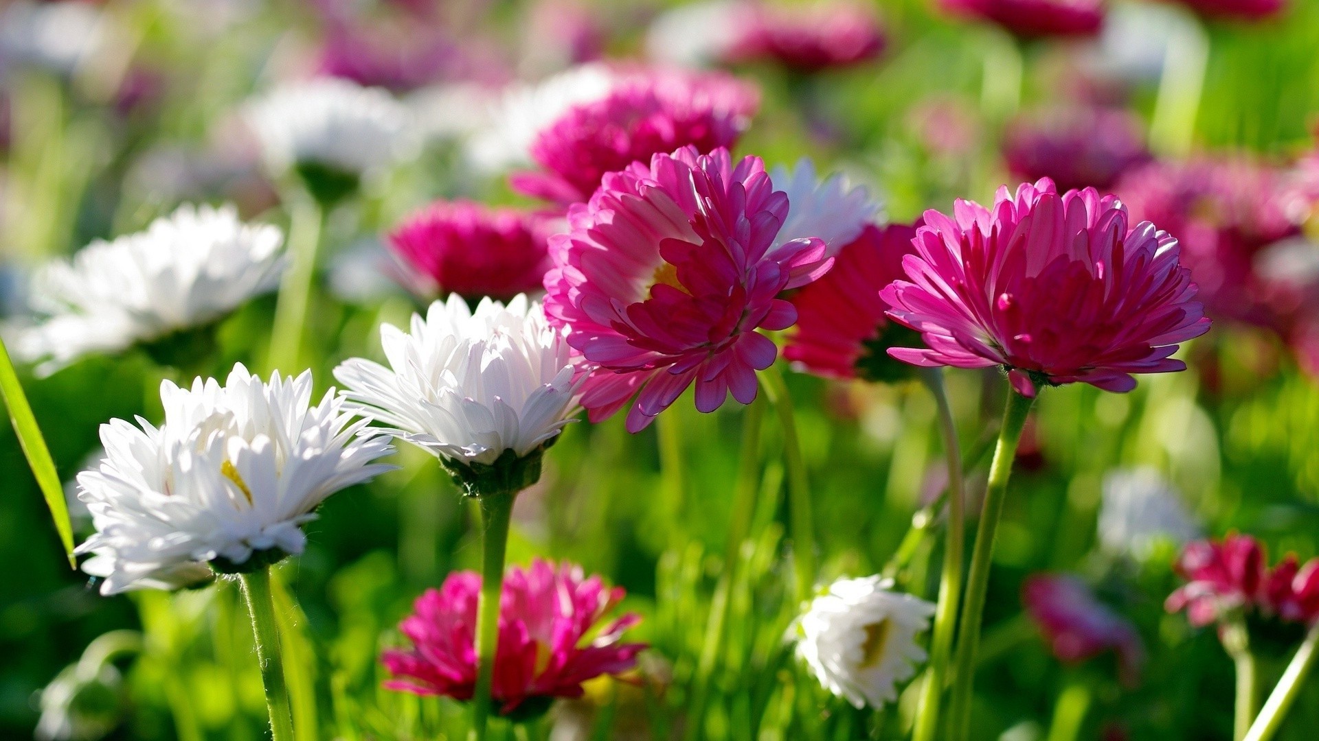 chrysanthemum flower nature flora summer garden blooming floral petal field leaf growth bright color hayfield season head grass park fair weather