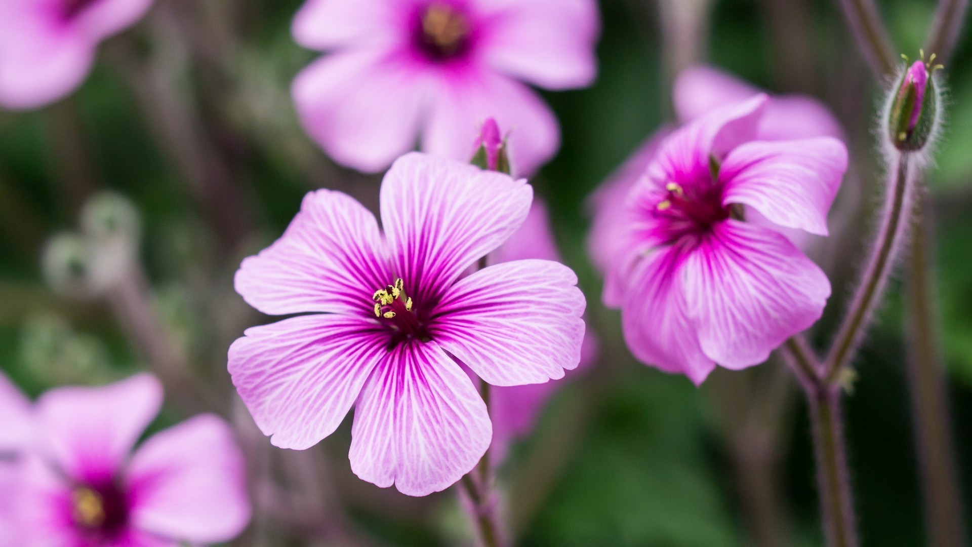 çiçekler çiçek doğa flora bahçe çiçek açan petal yaz yaprak çiçek renk yakın çekim parlak güzel açık havada botanik