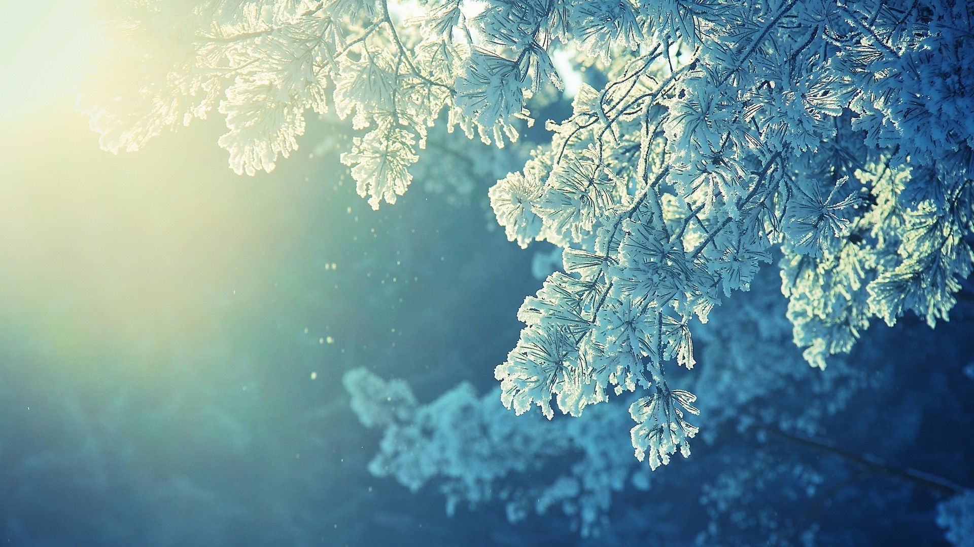 winter water frost nature underwater desktop