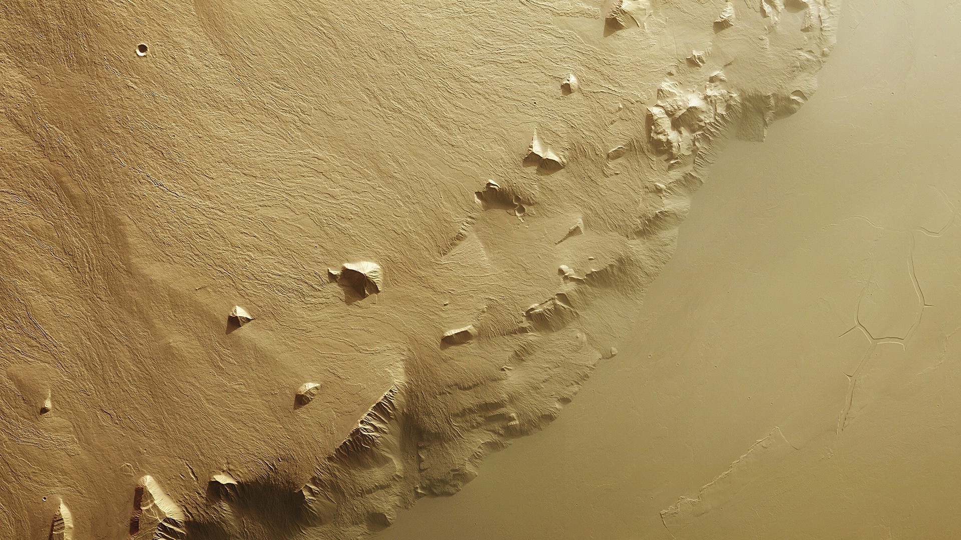 terra uccello acqua spiaggia sabbia