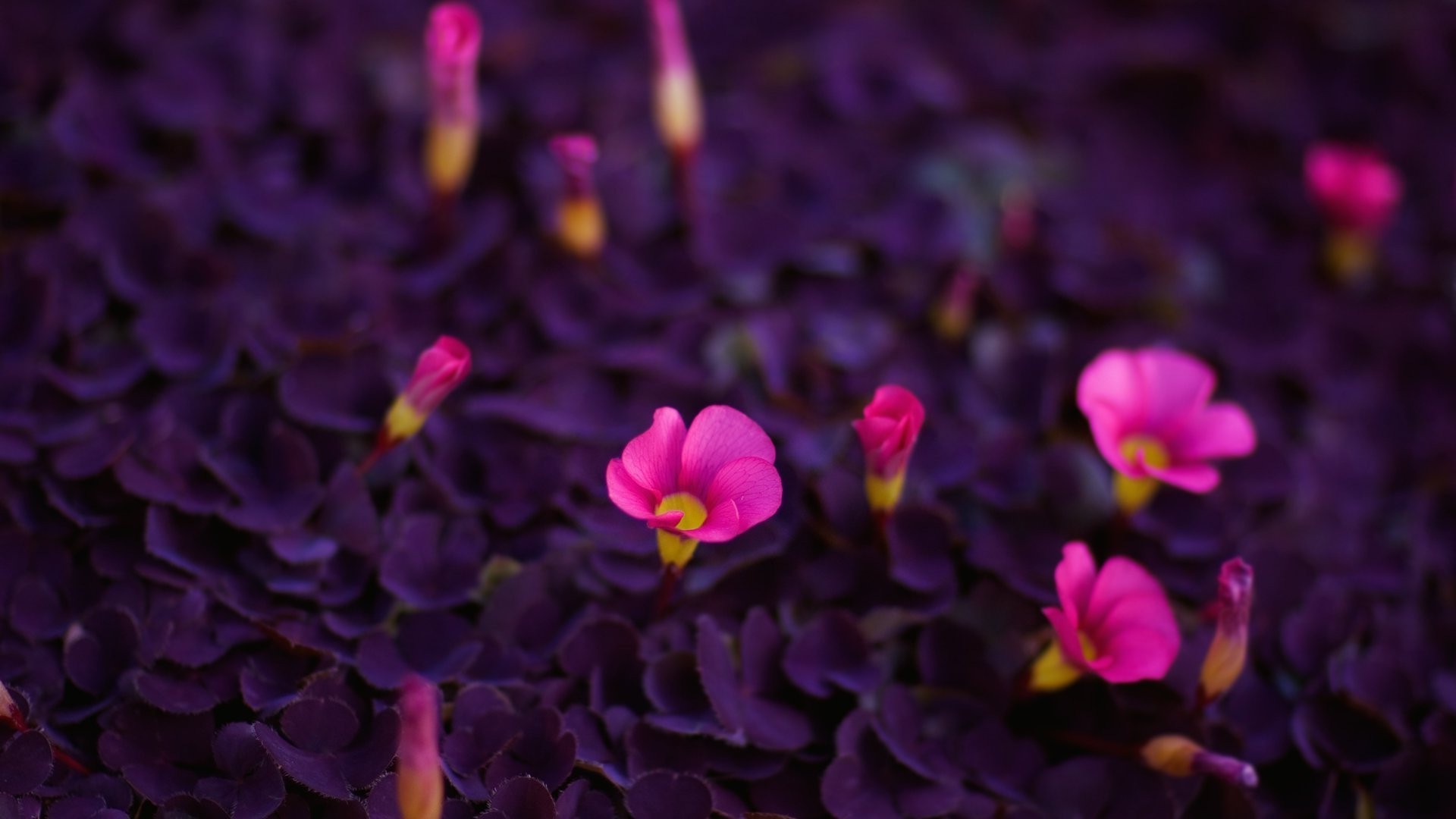 kwiaty kwiat natura flora ogród płatek kolor liść kwiatowy bluming jasny lato piękny wzrost