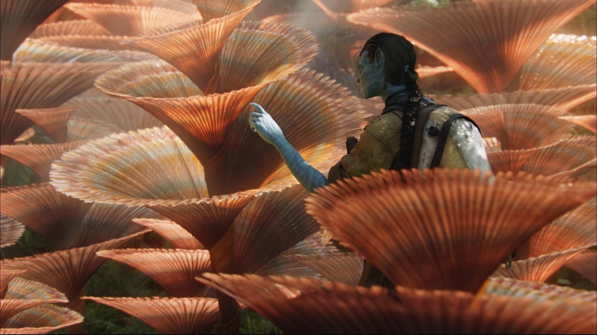 fantasia debaixo d água invertebrados peixes oceano mar moluscos natureza água grupo fuzileiro naval