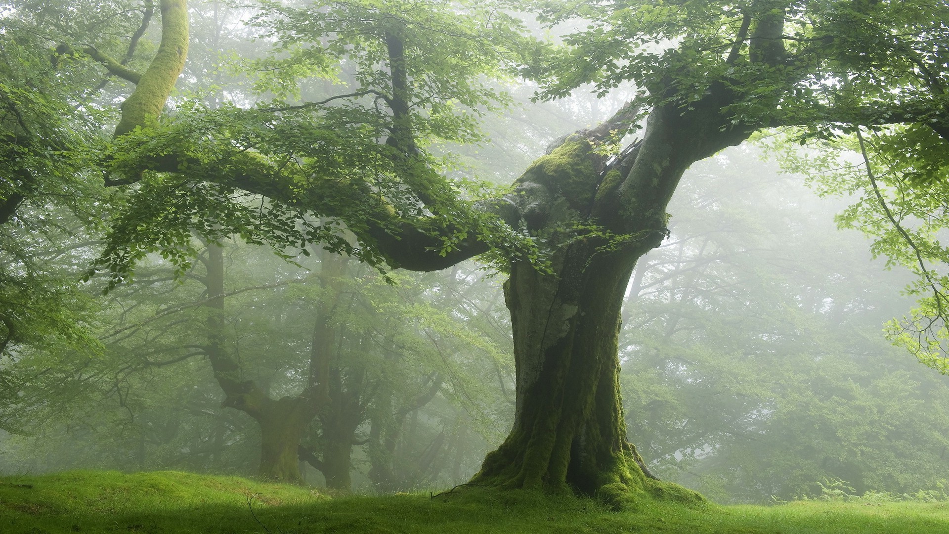 trees wood landscape tree leaf moss nature park water environment mist lush scenic fall outdoors fog summer beech flora rainforest