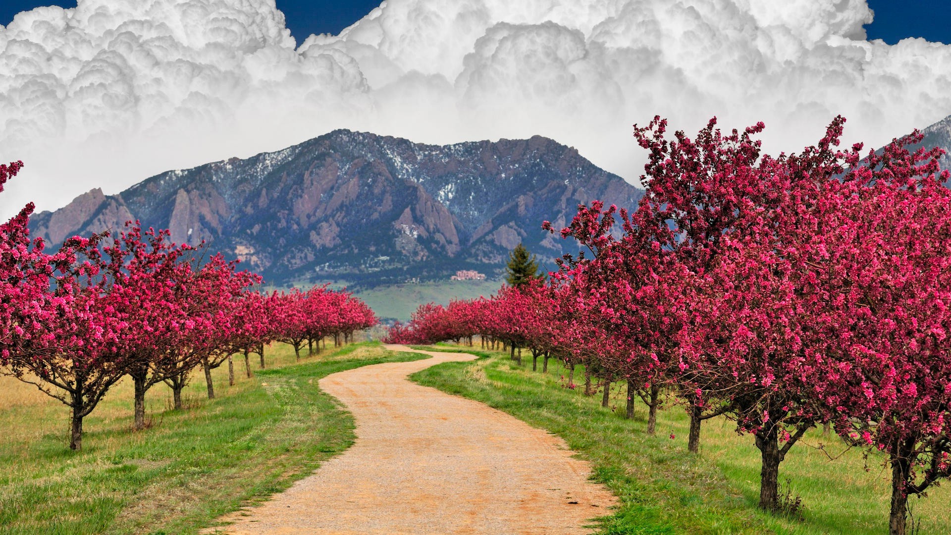 spring tree flower landscape nature outdoors season garden travel flora mountain growth summer sky daylight park