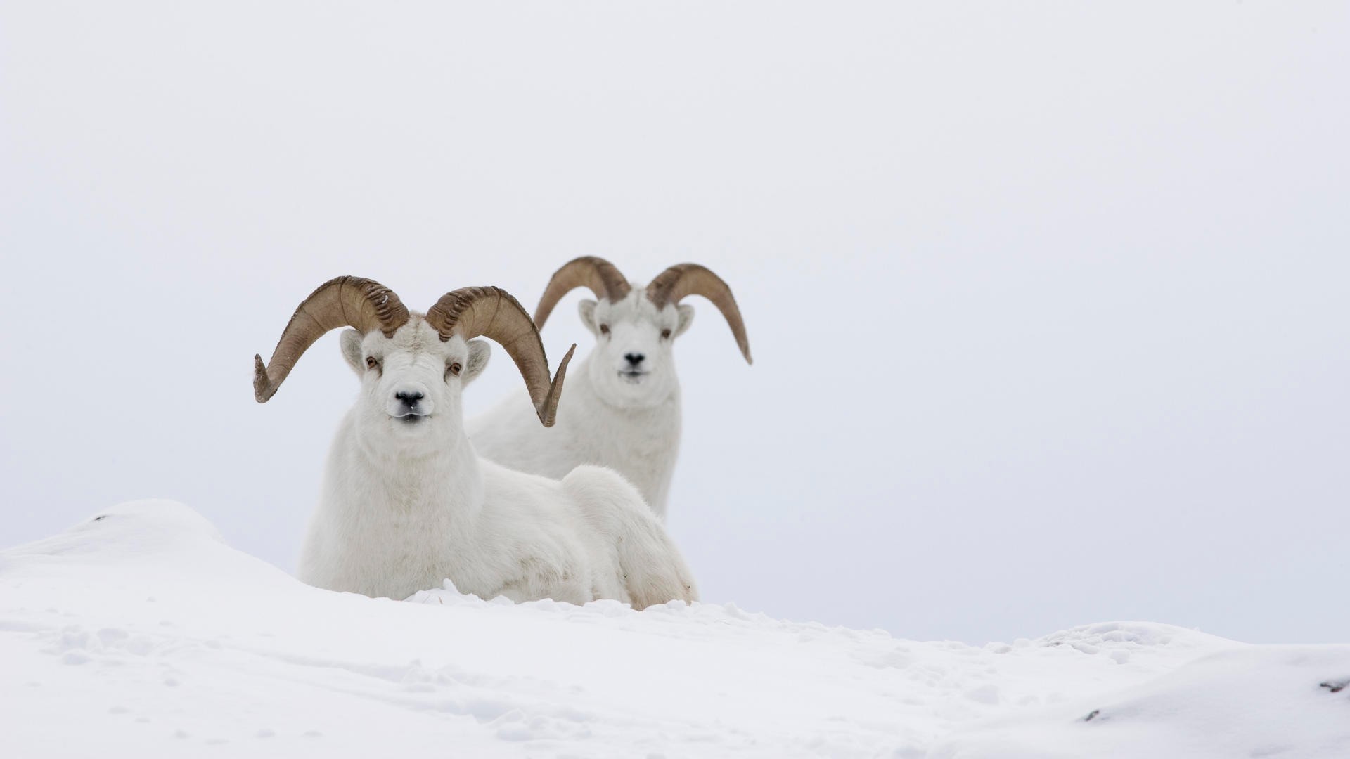 tiere schnee winter säugetier im freien natur