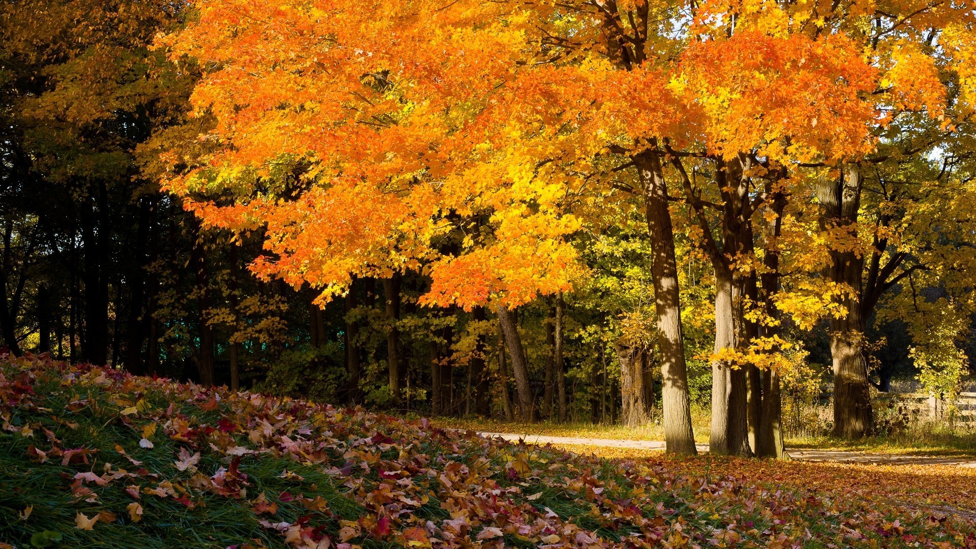 automne automne feuille érable arbre parc saison paysage nature luxuriante bois or à l extérieur scénique changement