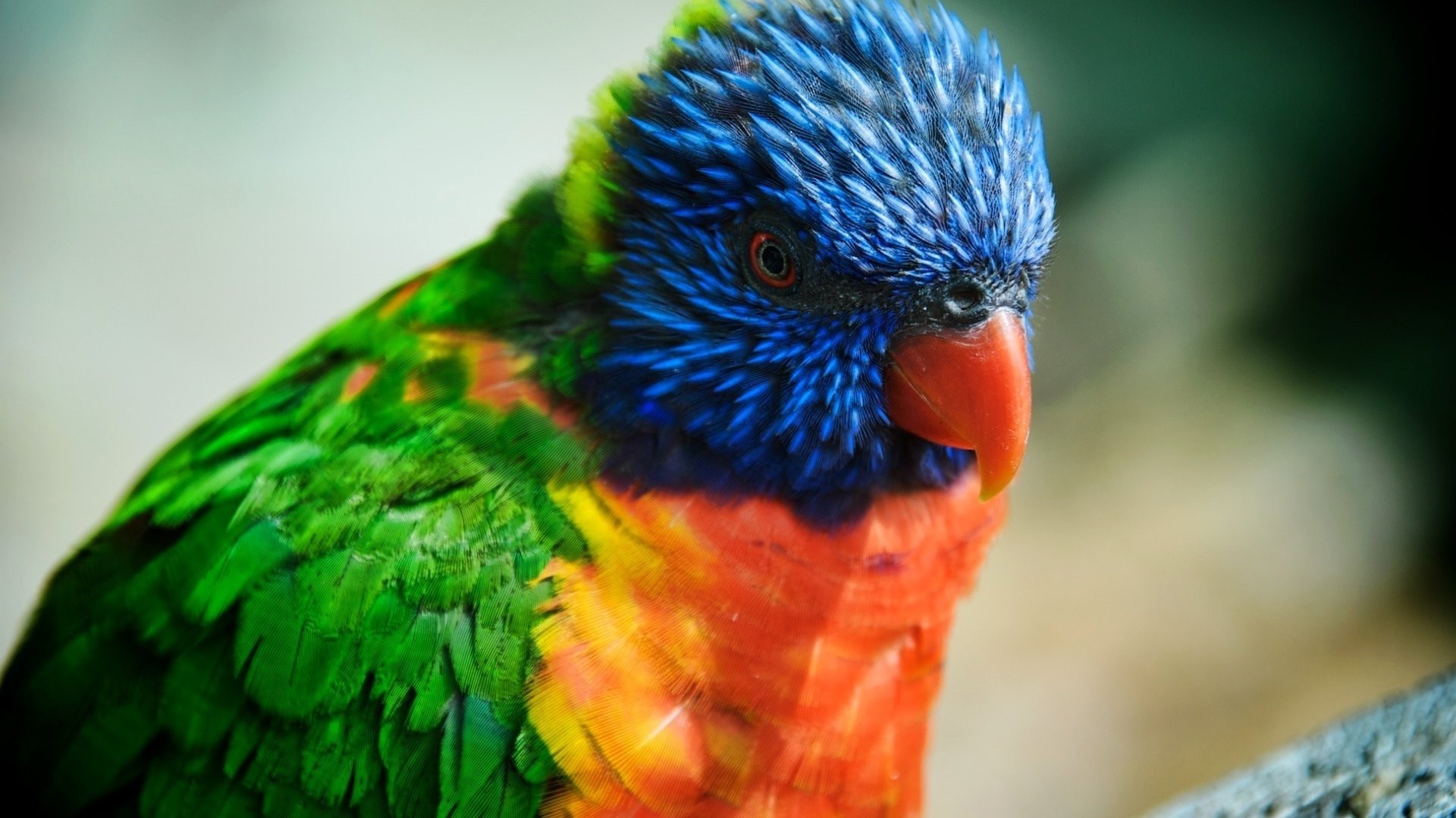 tiere papagei vogel tierwelt natur farbe ara tier zoo hell luftfahrt