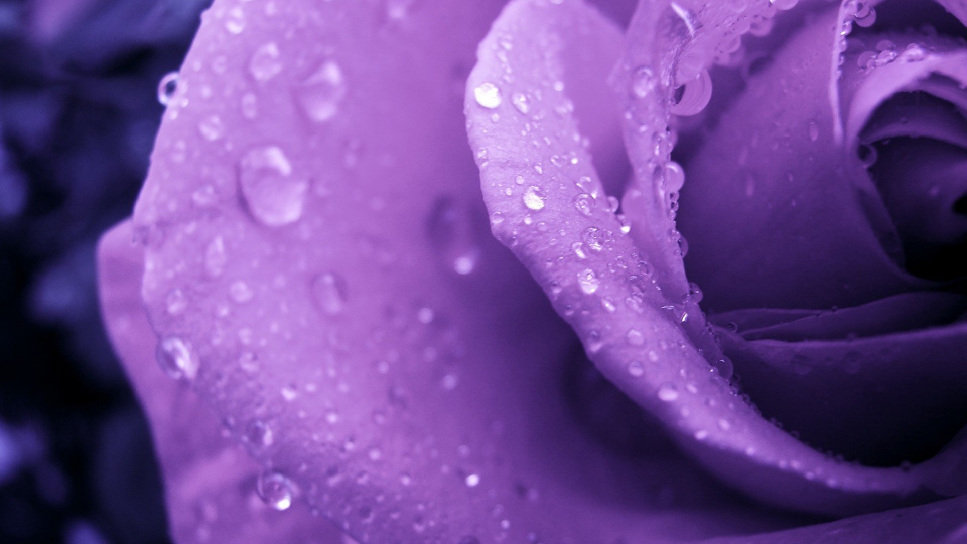 closeup flower nature dew flora water color violet blooming petal floral drop summer beautiful wet garden rain delicate bright abstract