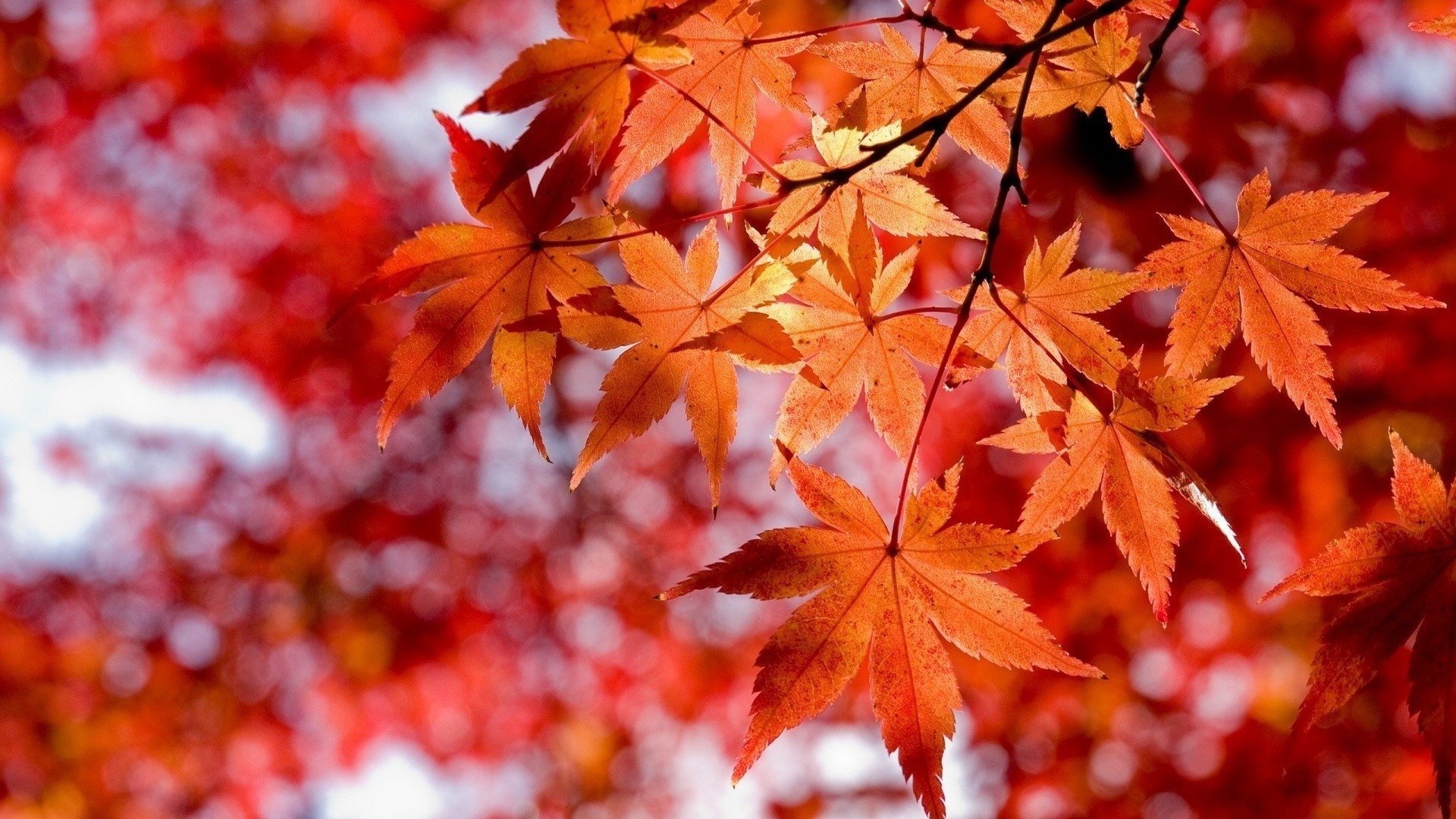 leaves fall leaf maple bright nature outdoors lush season fair weather park color