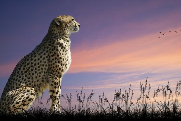 Cheetah on the background of the sunset sky