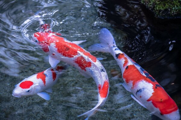 Swimming of an underwater fish animal