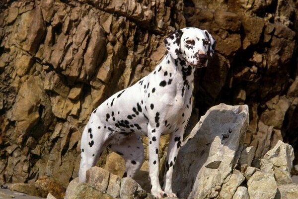 An adult Dalmatian stands and looks