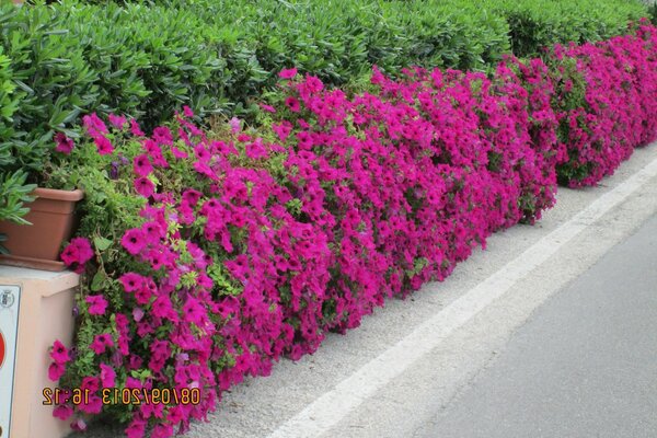 Arbustes à fleurs et ici sur le bord de la route