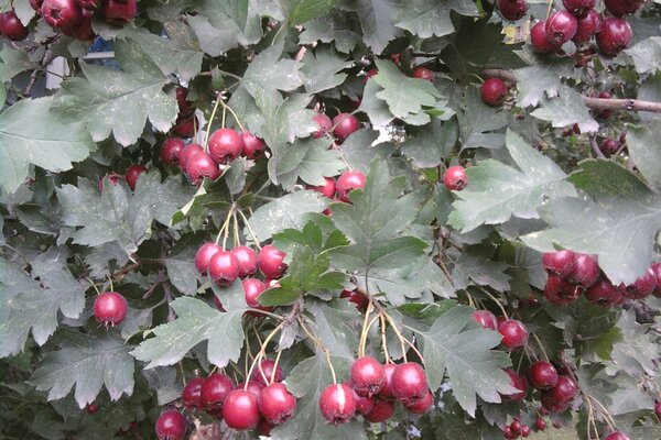 Viburnum bunches: there will be something for birds to peck in winter