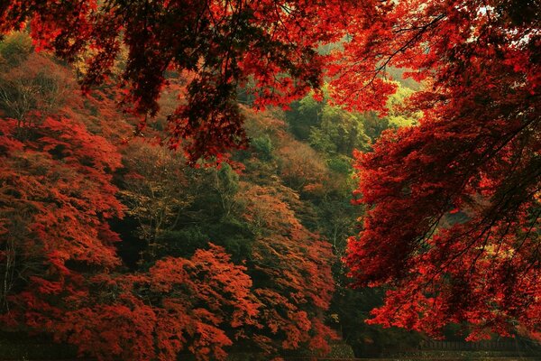 Llegó el otoño rojo-los verdes retroceden