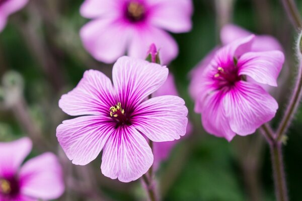 Fleur pourpre sur la Prairie de printemps