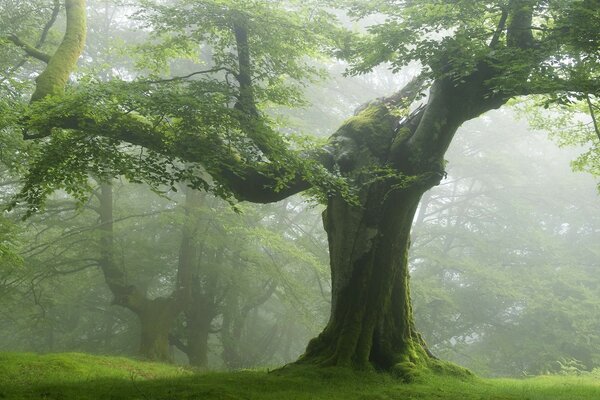 Landschaft mächtiger Baum Nahaufnahme