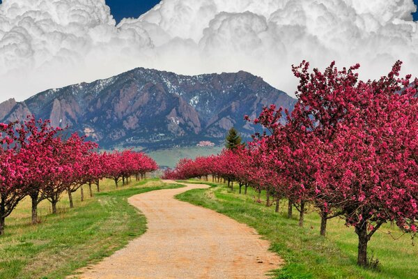 Floresta de primavera e penhascos de montanha