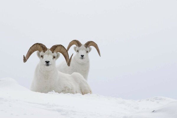 Um par de ovelhas da montanha na neve