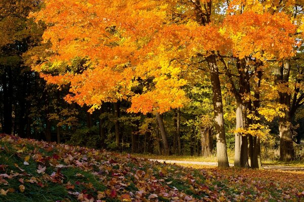 Yellow autumn leaves on trees