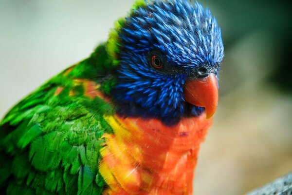 Background wildlife colorful parrot