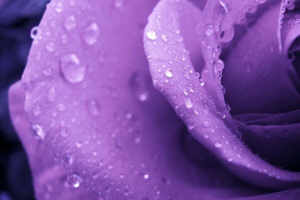 Foto de uma flor com gotas de orvalho, close-up