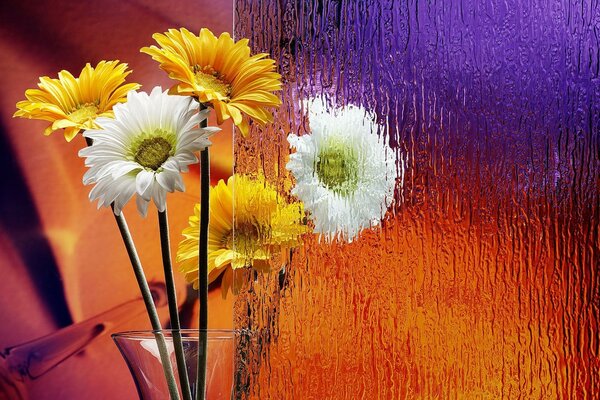 Photos of bright flowers in rainbow colors