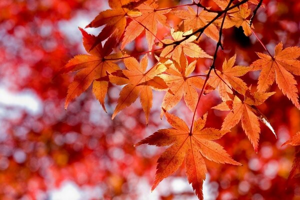 Hermoso fondo de otoño de hojas de arce