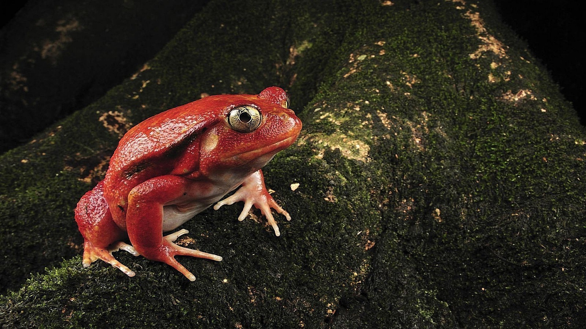 reptiles et grenouilles grenouille amphibiens un eau faune