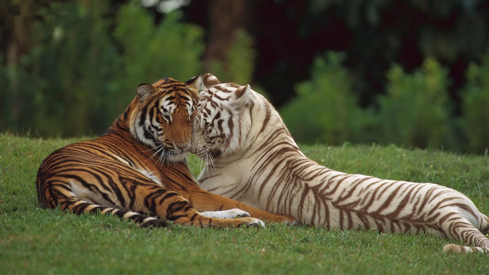 tigres tigre faune chat mammifère bande jungle sauvage chasseur zoo agression safari grand animal prédateur nature danger fourrure mangeur de viande en colère tigris