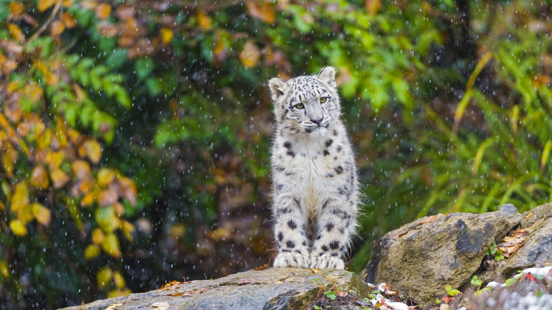 animaux nature en plein air la faune sauvage arbre mammifère