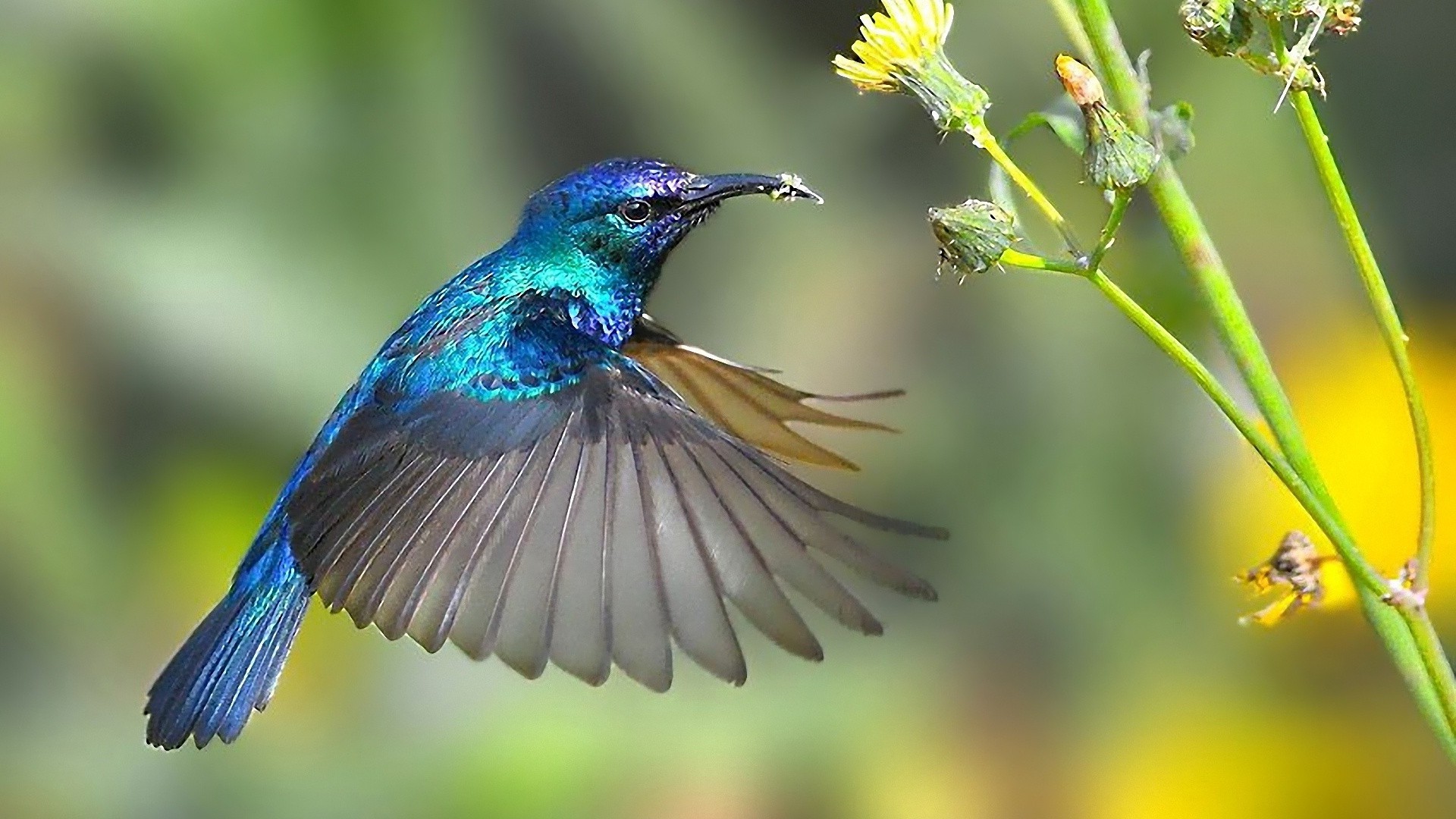 tiere natur tierwelt biene vogel insekt im freien tier wild fliegen sommer wenig