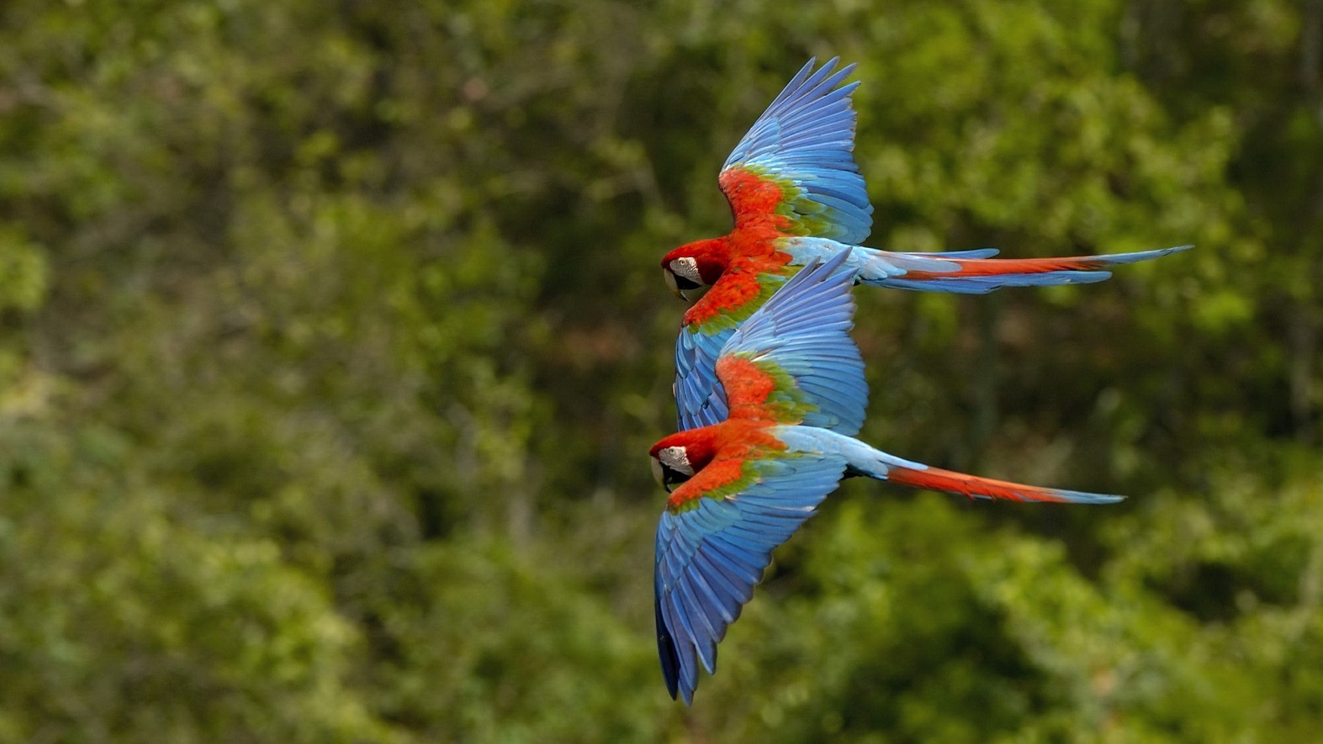 animais pássaro natureza vida selvagem asa pena selvagem voar animal cor voo bico avian papagaio tropical