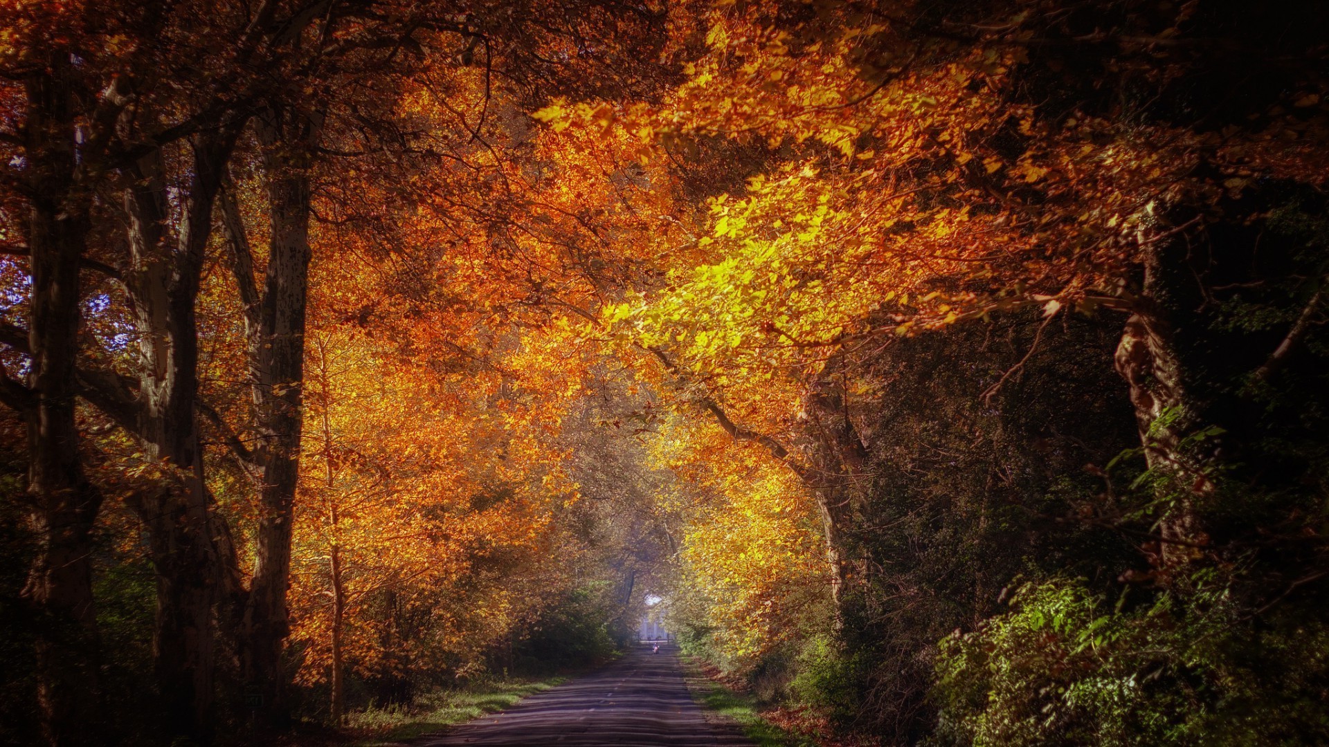 automne automne nature arbre feuille bois bureau sombre paysage