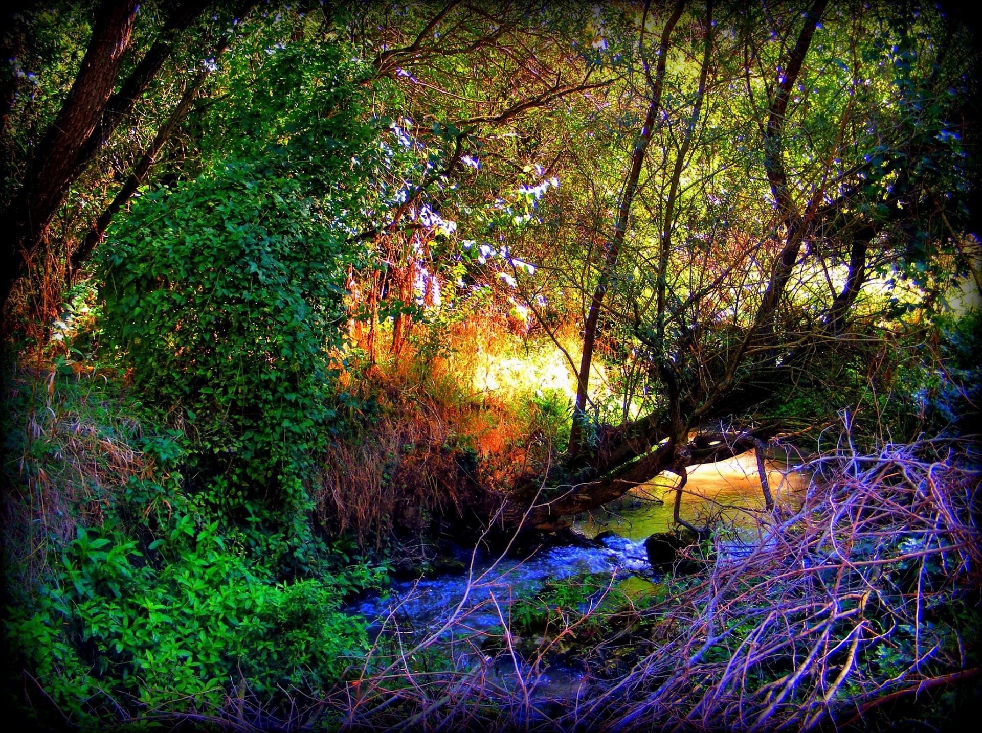 été arbre bois nature paysage feuille eau parc rivière environnement flore à l extérieur automne couleur scénique lumière