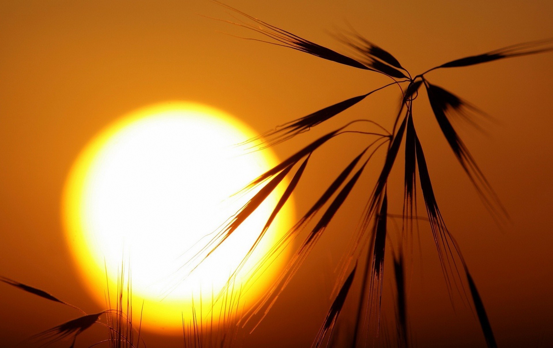 pflanzen sonnenuntergang sonne dämmerung energie abstrakt silhouette flamme